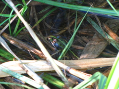 Pelophylax ridibundus