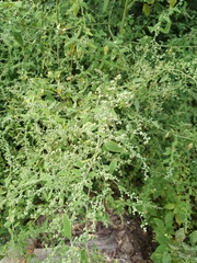 Chenopodium ucrainicum