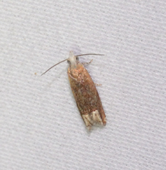 Eucosma raracana