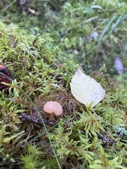 Cudonia confusa