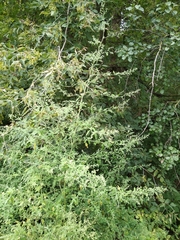 Chenopodium ucrainicum