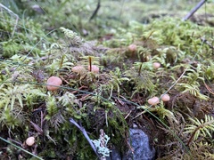 Cudonia confusa