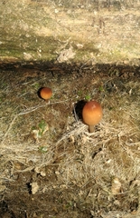 Pholiotina rugosa