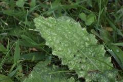 Microtechnites bractatus