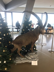 Capra ibex