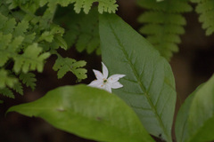 Lysimachia borealis
