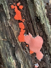 Tubifera