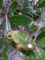 Belonocnema treatae