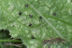 Microtechnites bractatus