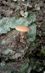 Pholiotina rugosa