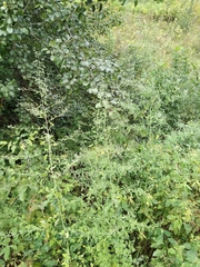 Chenopodium ucrainicum