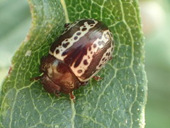 Zygogramma arizonica