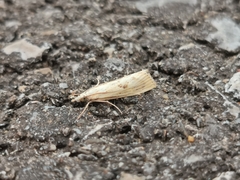 Agriphila inquinatella