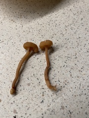 Cudonia confusa