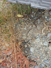 Thamnophis ordinoides