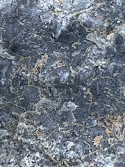 Lathagrium fuscovirens