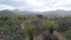 Xanthorrhoea platyphylla