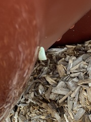 Flatormenis proxima
