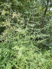 Chenopodium ucrainicum
