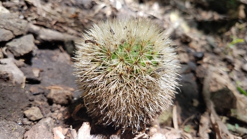 Image of Mammillaria spinosissima by (c) Alan Rockefeller, some rights reserved (CC BY)