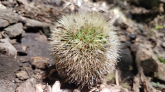 Mammillaria spinosissima tepoxtlana
