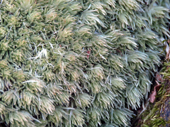 Leucobryum glaucum