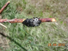 Capnodis tenebrionis