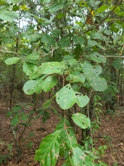 Quercus arkansana