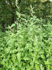 Chenopodium ucrainicum