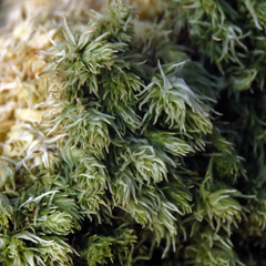 Leucobryum glaucum