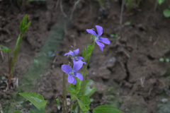 Viola cucullata