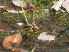 Polistes fastidiosus