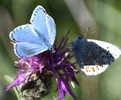 Polyommatus bellargus
