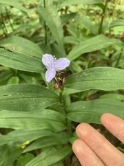 Tradescantia