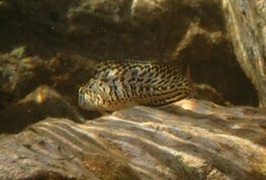 Parablennius sanguinolentus