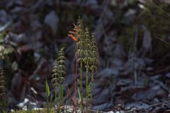 Equisetum sylvaticum