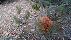 Allocasuarina humilis