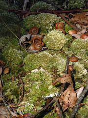 Leucobryum glaucum