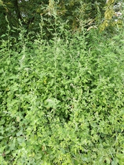 Chenopodium ucrainicum