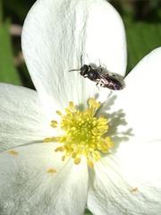 Hylaeus modestus