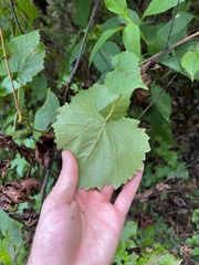 Vitis vulpina
