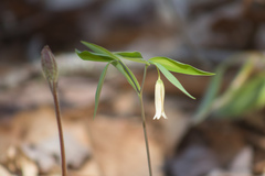 Uvularia sessilifolia
