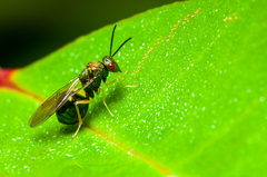Orasema costaricensis
