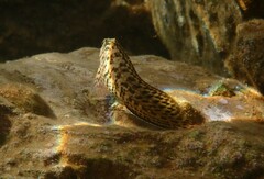 Parablennius sanguinolentus
