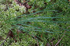 Carex globularis