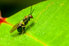 Orasema costaricensis