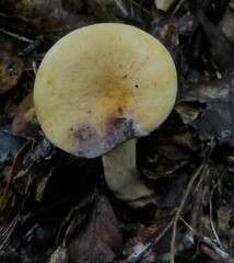 Lactifluus volemus