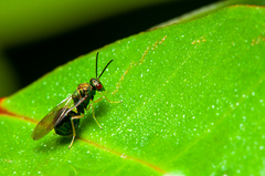 Orasema costaricensis
