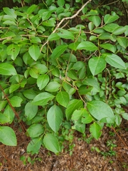 Vaccinium fuscatum