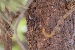 Certhia americana